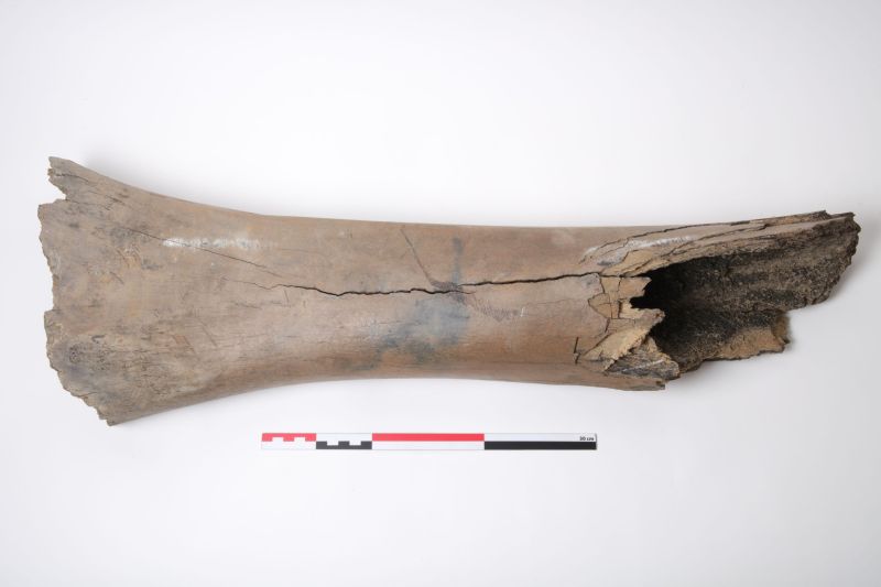Fragment d'os préhistorique