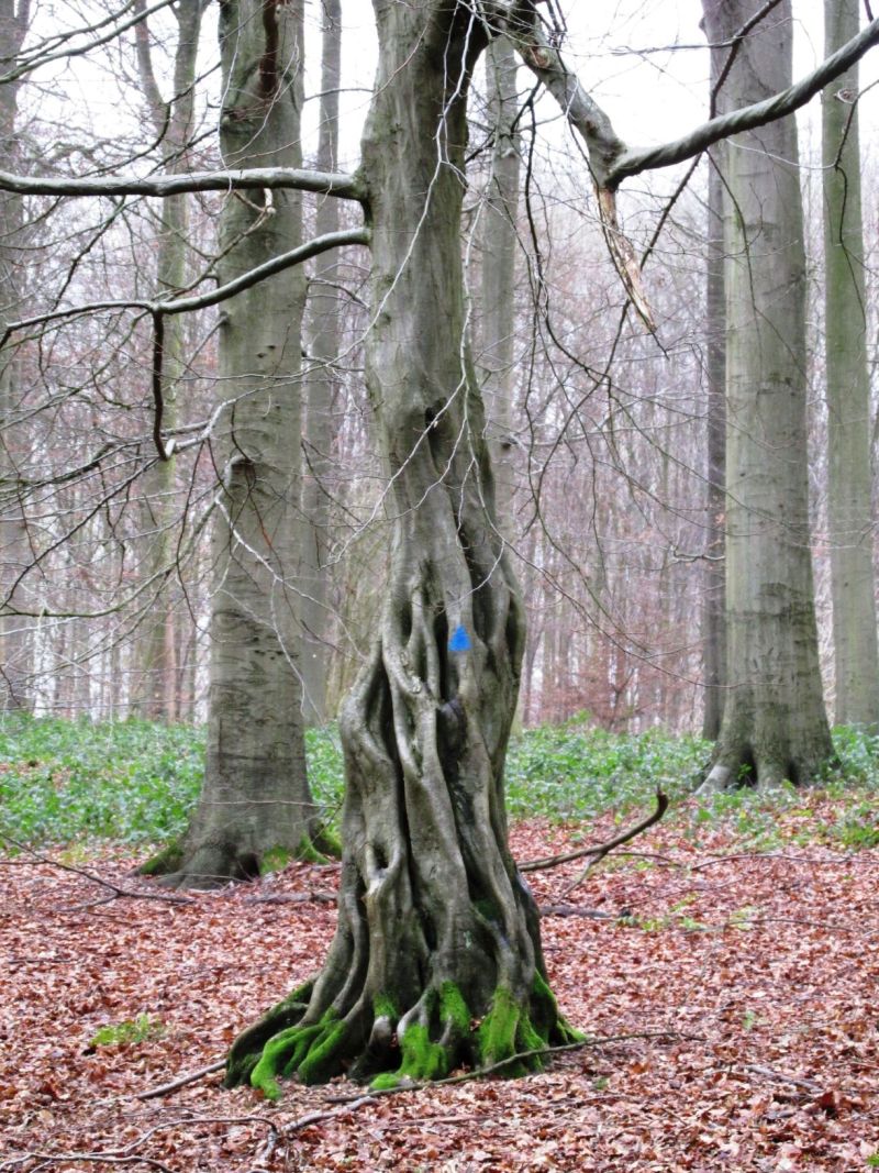 Gewone haagbeuk