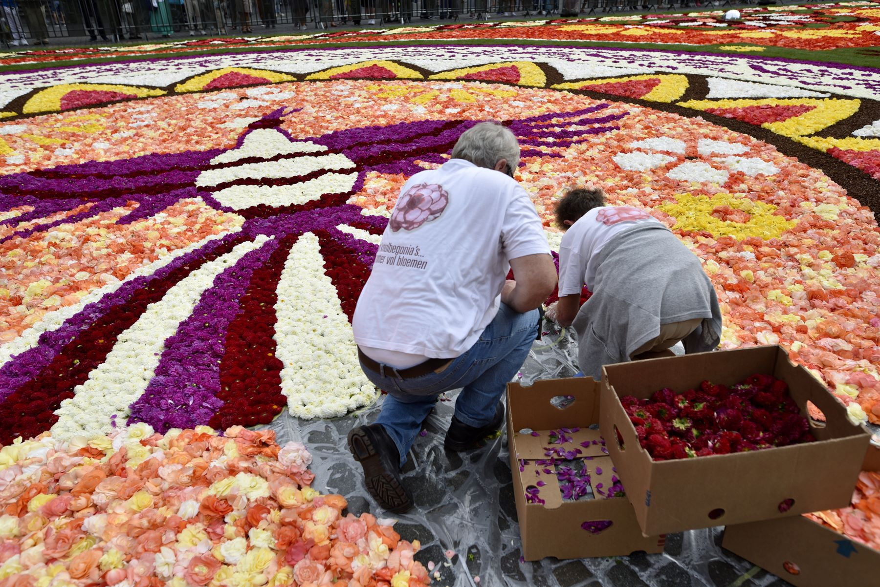Brussels' carpet of flowers in the making