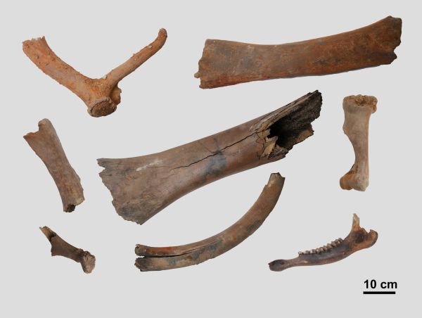 Ossements de mégafaune