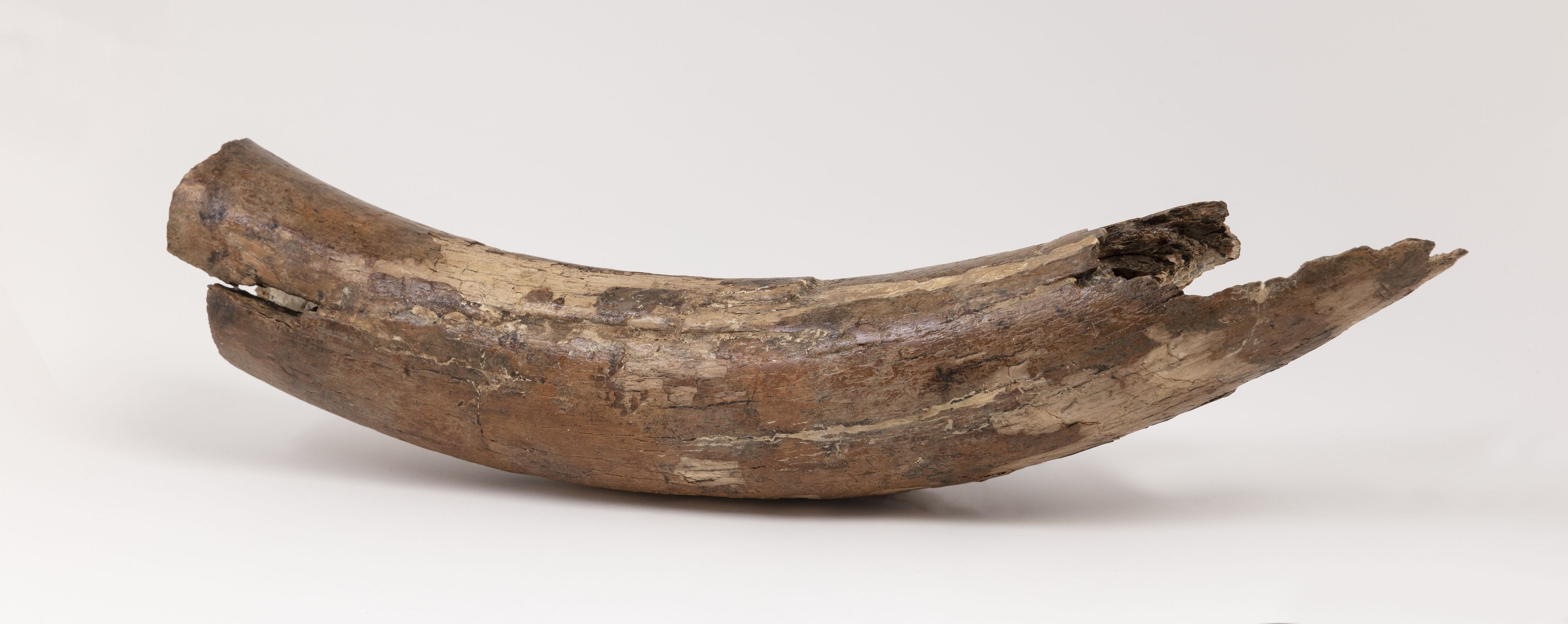 Fragment de défense de mammouth